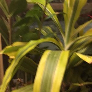 Meet your Posher, Lan